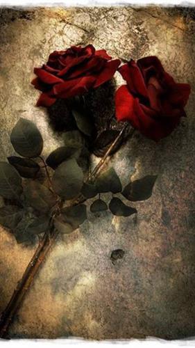 mohammad reza&nbsp;shigh talbi